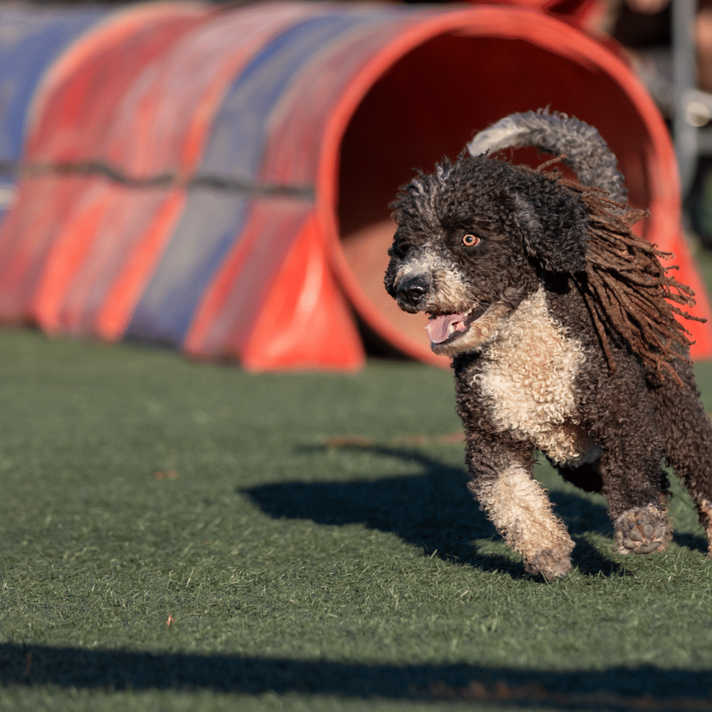 Glad hund på kunstgræs til hunde agility stævne - Kunstgræs Danmark har kunstgræs til hunde baner