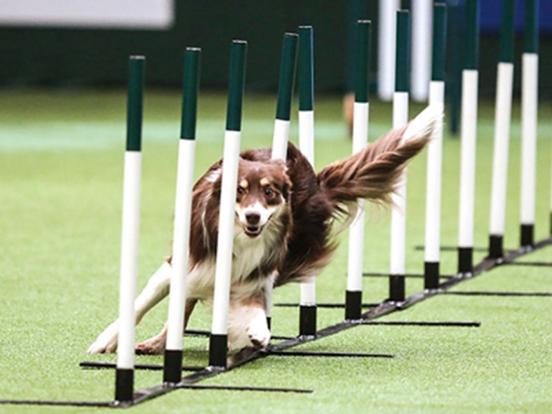hunden agility