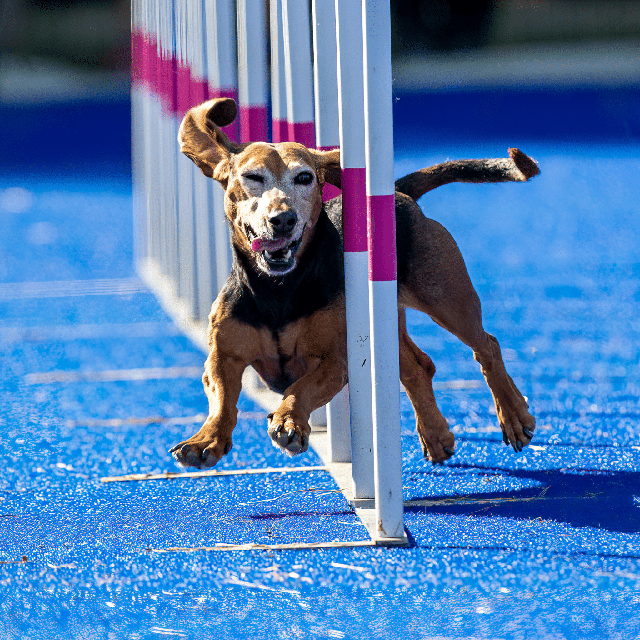 Hund på kunstgræs til hunde agility - Kunstgræs Danmark har kunstgræs til din hund