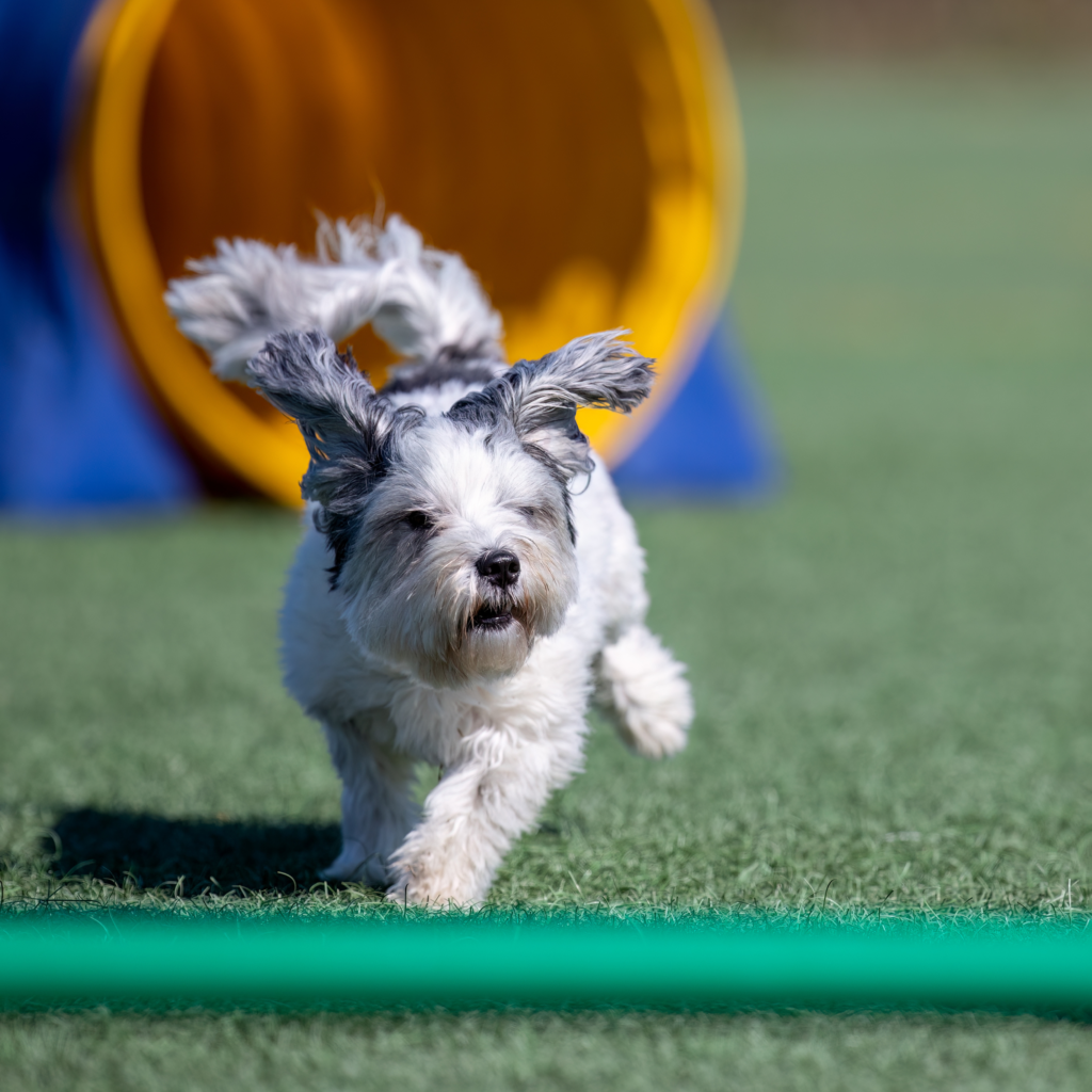 Hund, der har det sjovt på kunstgræs til hunde agility stævne - Kunstgræs Danmark har kunstgræs til hunde agility baner