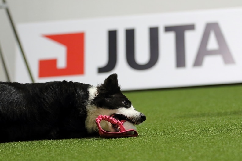 Hund, der slapper af på kunstgræs til et hunde agility stævne