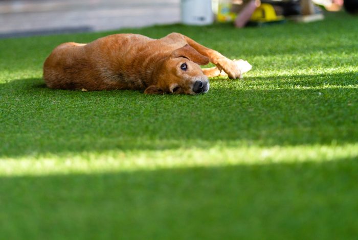 A,Small,Old,Dog,Lying,On,The,Green,Artificial,Grass