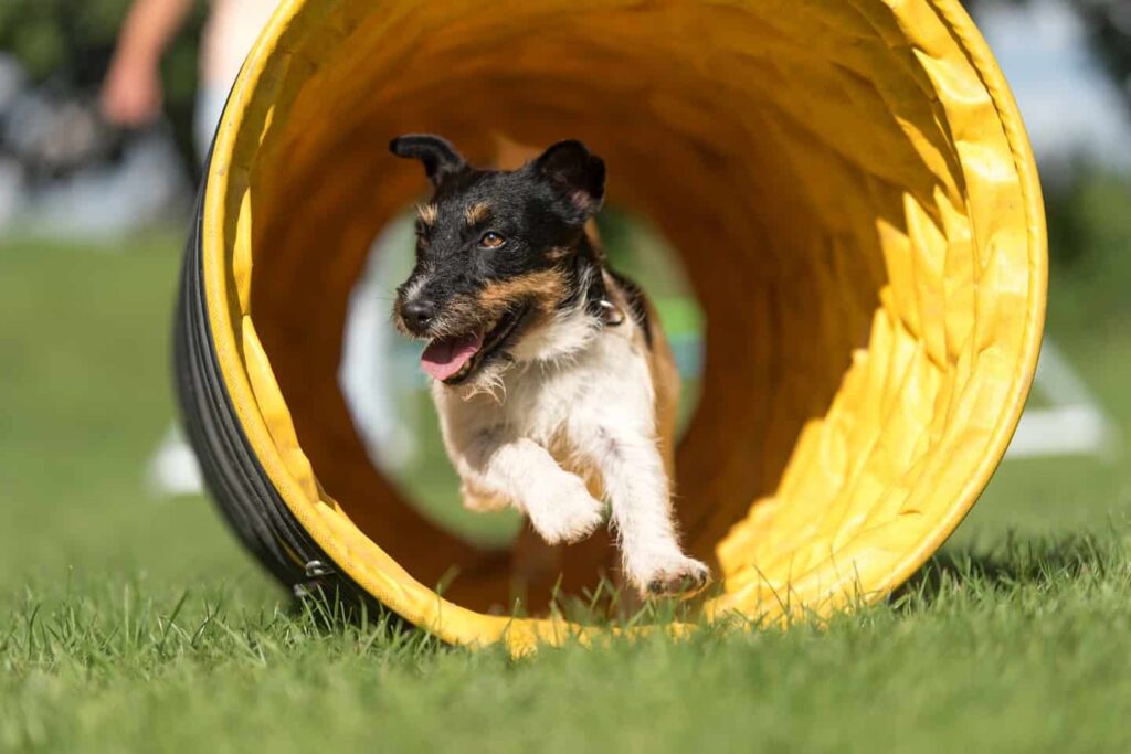 Hundebane med kunstgræs - Kunstgræs Danmark har kvalitets kunstgræs til hunde agility